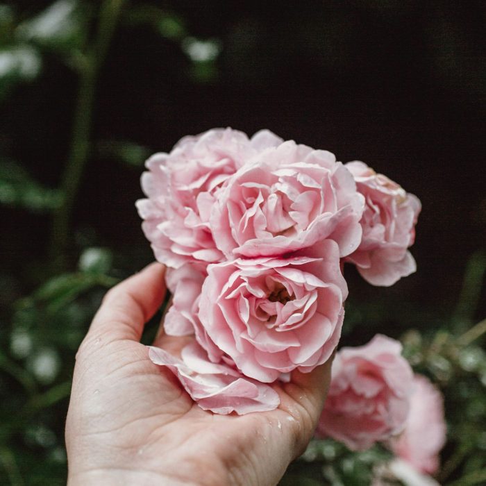 médecine de la rose